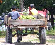 hauling produce